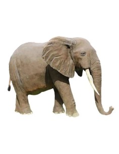 Elefante