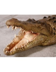 Cocodrilo Caimán 2