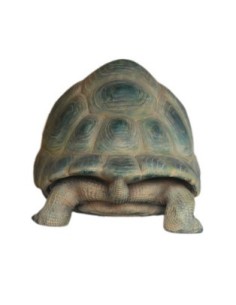 Tortuga gigante de Aldabra 2