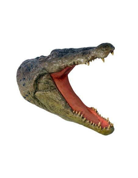Cabeza cocodrilo