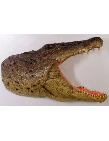 Cabeza cocodrilo