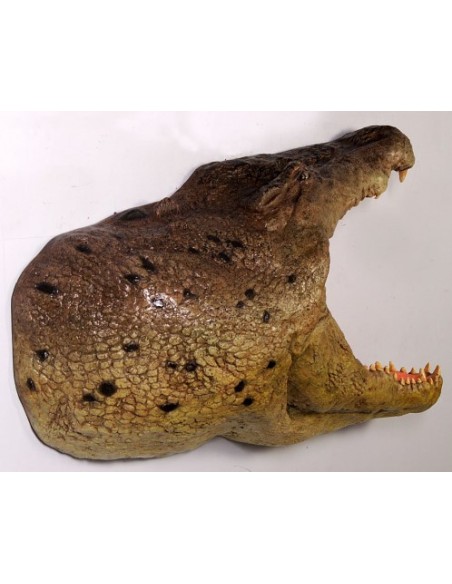 Cabeza cocodrilo