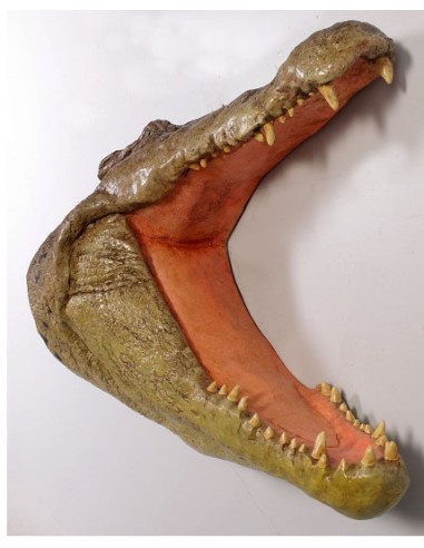 Cabeza cocodrilo