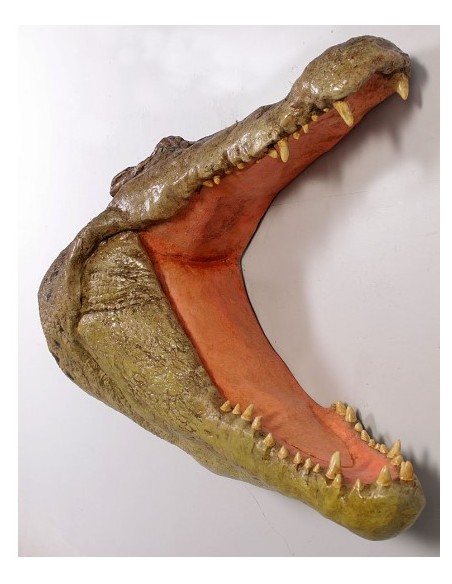 Cabeza cocodrilo