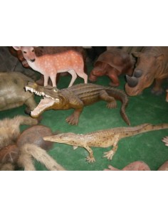 Cocodrilo pequeño 2