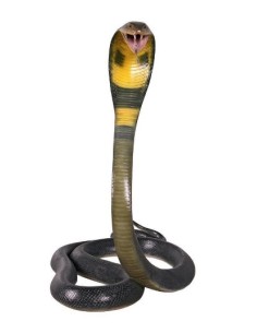 Serpiente Cobra