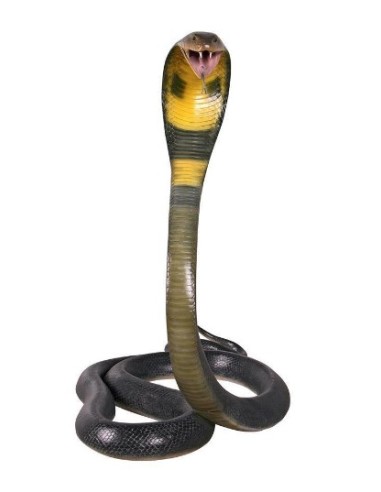 Serpiente Cobra