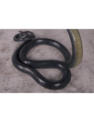 Serpiente Cobra