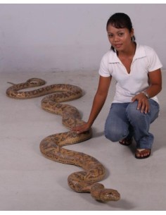 Serpiente Pitón 2