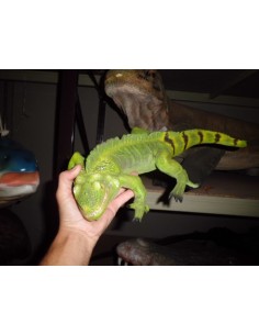 Iguana 2